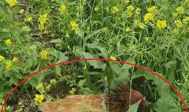 Annelik İçgüdüsü Baskın Geldi: Cesur Tavuk, Yavrularını Kargadan Korudu