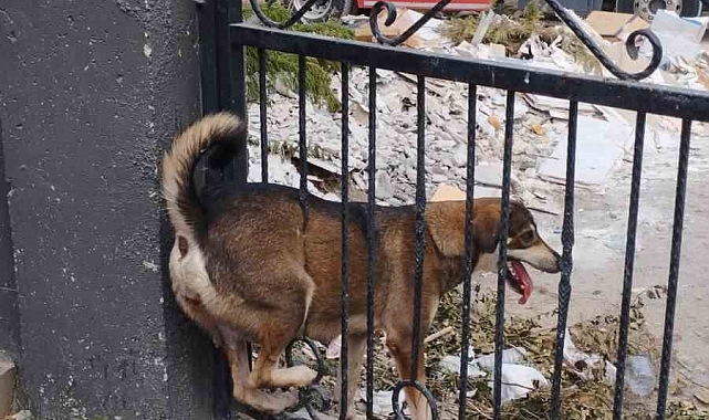 Arsuz&#039;da Bahçe Kapısına Sıkışan Sokak Köpeği Kurtarıldı