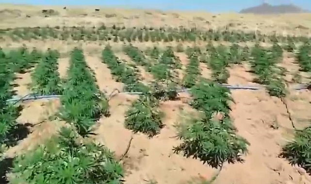 Bingöl&#039;de Jandarmadan Uyuşturucu Operasyonu: 23 Bin 213 Kök Kenevir Ele Geçirildi