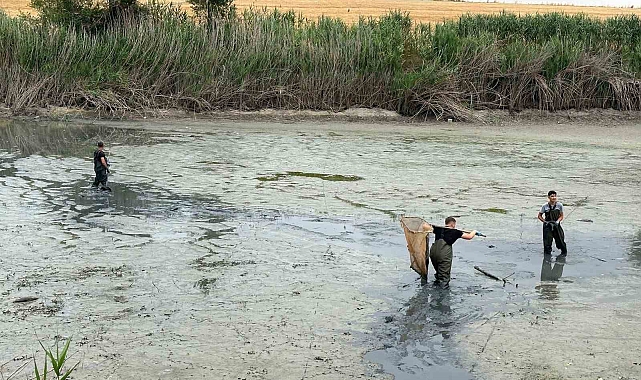 Bolu&#039;da Kuruyan Gölette Mahsur Kalan Balıklar Kurtarıldı