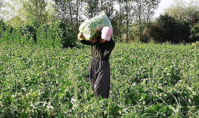 Coğrafi İşaretli Gevaş Fasulyesine Kadın Eli Değdi