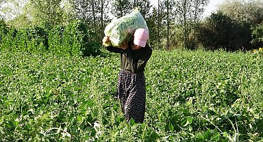 Coğrafi İşaretli Gevaş Fasulyesine Kadın Eli Değdi