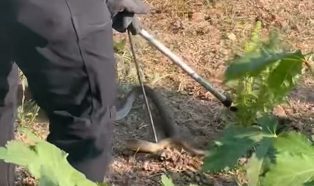 Düzce&#039;de Evin Bahçesinde 2 Metrelik Yılan Paniği