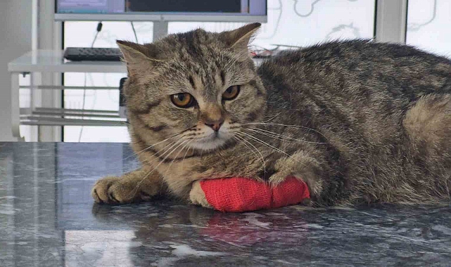 Düzce&#039;den Dört Ayda 420 Ton Kedi ve Köpek Maması İhracatı