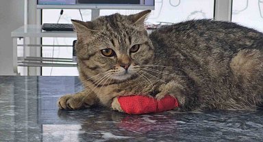 Düzce'den Dört Ayda 420 Ton Kedi ve Köpek Maması İhracatı