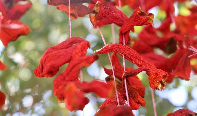 Elazığ&#039;da Geleneksel Kış Hazırlıkları Başladı: &quot;Kofik&quot; Biberler Kurutuluyor