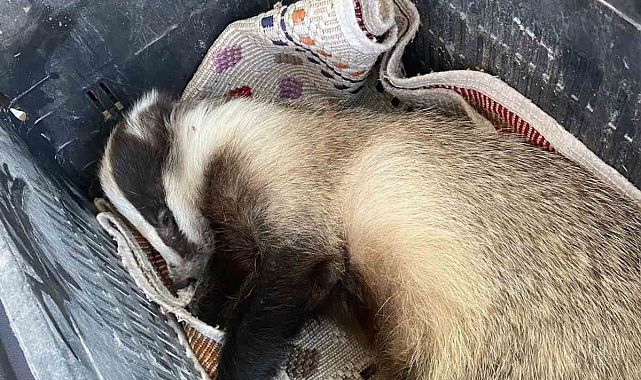 Erzincan&#039;da Araç Çarpması Sonucu Yaralanan Porsuk Tedavi Altına Alındı