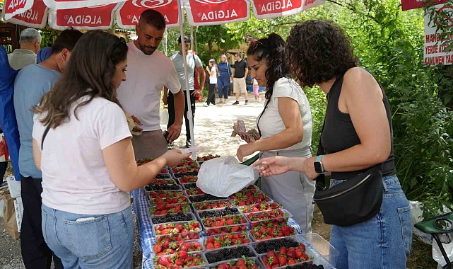 Erzincan&#039;ın Organik Çilek ve Böğürtlenleri Sıcaklarda Sağlık ve Lezzet Sunuyor