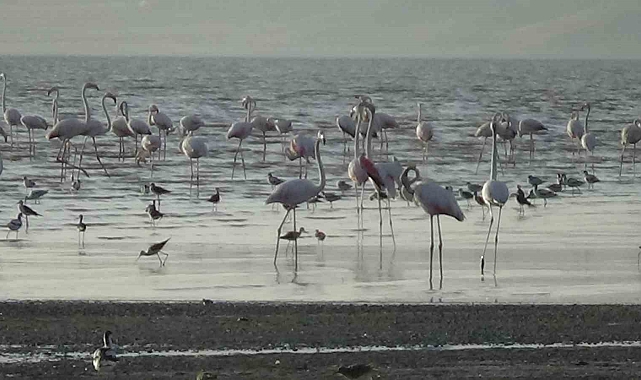 Flamingolar Erçek Gölü&#039;nü Şenlendirdi: Van&#039;da Görsel Şölen