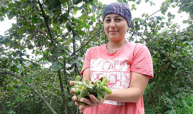 Giresun&#039;da Fındık Hasadı Başladı: Bahçelerde Bereketli Sezon Umudu