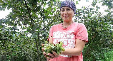 Giresun'da Fındık Hasadı Başladı: Bahçelerde Bereketli Sezon Umudu