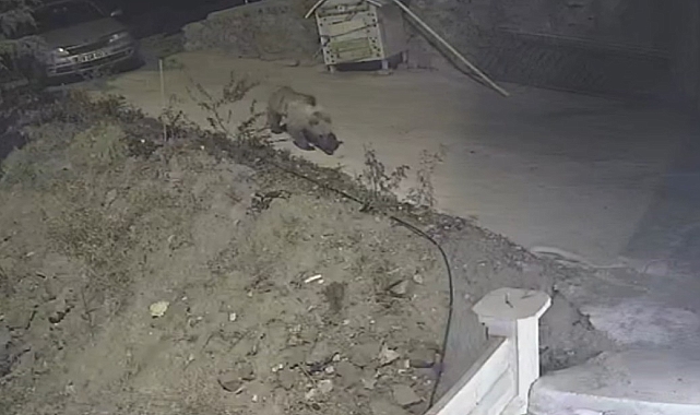 Gümüşhane&#039;de Mama Kabına Dadanan Ayı Kameraya Yakalandı