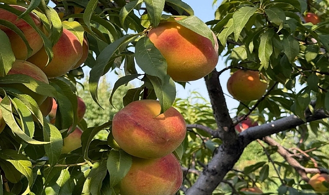 Iğdır’ın Kiti Köyü Şeftalisi Tezgâhlarda: Aroması ve Lezzetiyle Yine Gözde