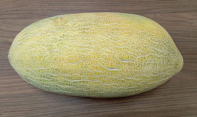 Iğdır&#039;ın Kokulu Mirası: Melekli Şalağı Kavunu