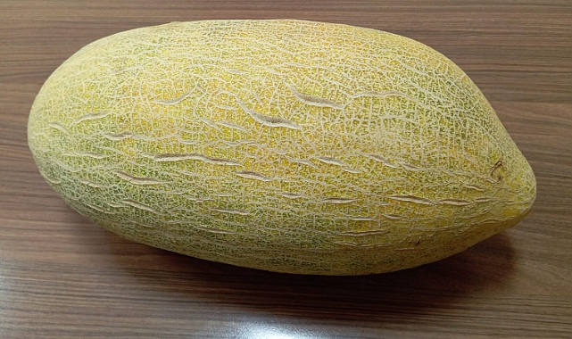 Iğdır&#039;ın Melekli Şalak Kavunu Yeniden Gözde Oldu: Doğallığıyla Pazarlarda Fark Yaratıyor