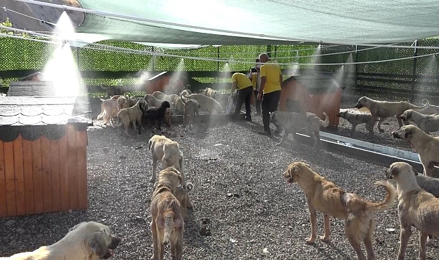 Kahta Belediyesi&#039;nden Sokak Hayvanları İçin Sıcaktan Koruma Önlemleri