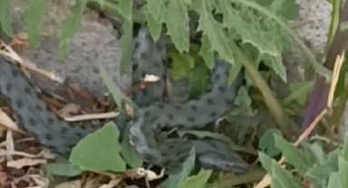 Kars Şehir Merkezinde Görülen Yeşil Yılan Vatandaşları Korkuttu