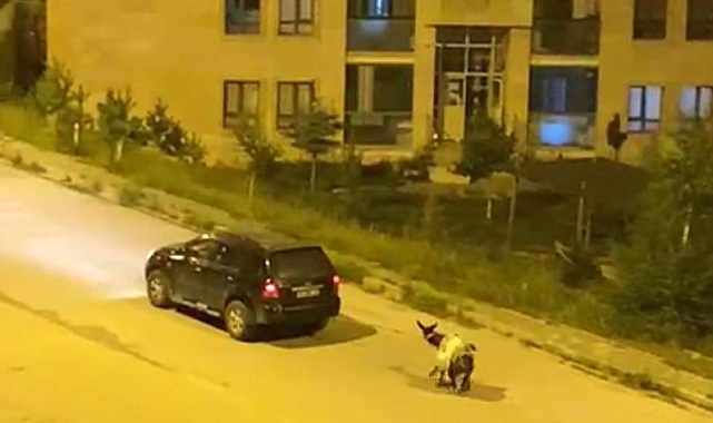 Kars&#039;ta Eşeğe Zulme Ceza Yağdı