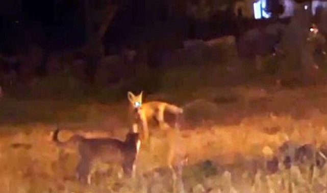 Kars&#039;ta Tilki ve Kedilerin Dostluğu Kameraya Yansıdı