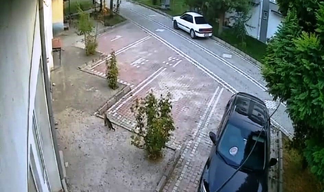 Kedinin Deprem Anındaki Tepkisi Kameraya Yansıdı