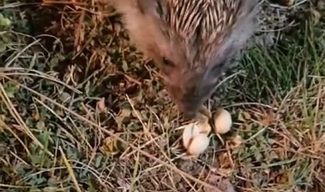 Kirpiyi fıstıkla beslediler