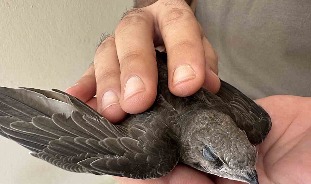 Kozan&#039;da Esnafın Bulduğu Ebabil Kuşu Koruma Altına Alındı