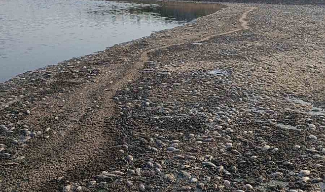 Mardin&#039;de Kuruyan Gölette Binlerce Balık Telef Oldu