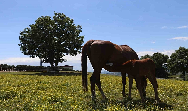 Milyonluk Tayların Özel Bakımı ve Genetik Yapısı
