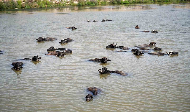 Muş&#039;ta Besicilerden Şap Hastalığına Karşı Doğal Önlem: Mandalar Karasu Nehri&#039;nde Yüzdürülüyor