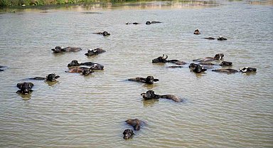 Muş'ta Besicilerden Şap Hastalığına Karşı Doğal Önlem: Mandalar Karasu Nehri'nde Yüzdürülüyor