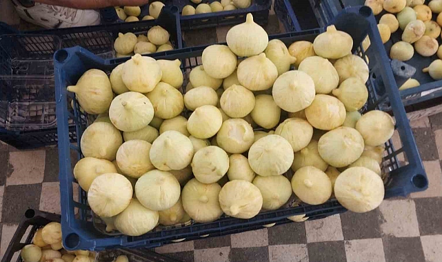 Mut İnciri Üreticinin Yüzünü Güldürdü