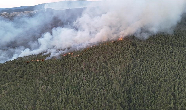 Orman Yangınları Yaban Hayatını Nasıl Etkiliyor?
