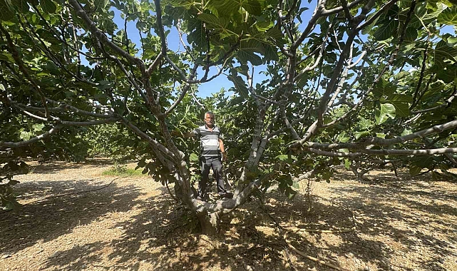 Sıcaklar İncir Rekoltesini Yarıya Düşürdü