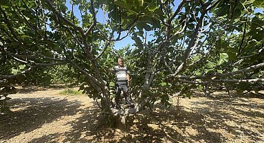 Sıcaklar İncir Rekoltesini Yarıya Düşürdü
