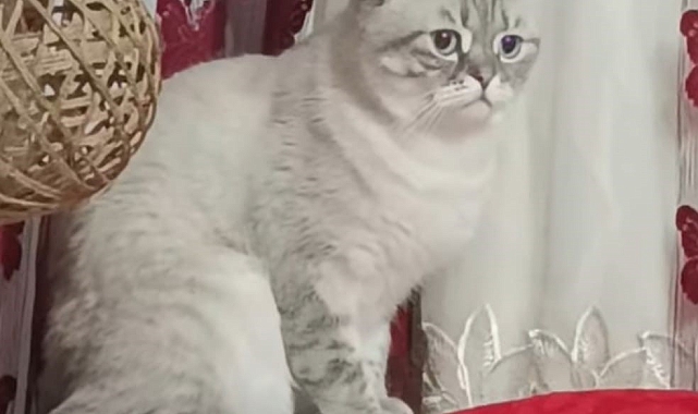 Sokak sokak kaybolan kedisini ararken duyarsız vatandaşların tavrına üzüldü