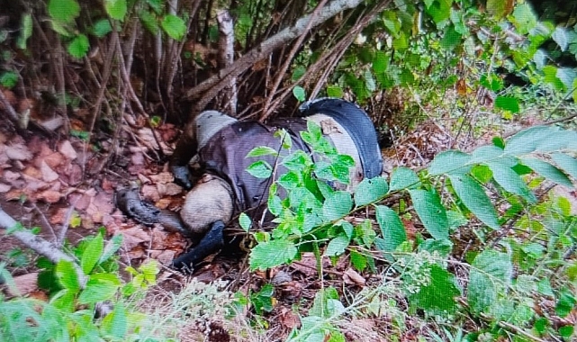 Trabzon&#039;da Kaybolan Yaşlı Adamın Cansız Bedeni Fındık Bahçesinde Bulundu