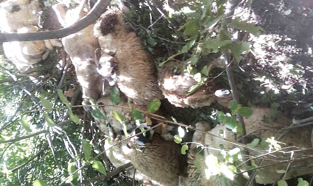 Tunceli&#039;de Kurt Saldırısı: 30 Koyun Telef Oldu