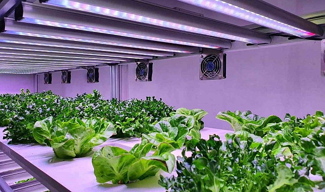 Türkiye'de Kuraklık Derinleşiyor: İzmir'de Barajlar Kuruyor, Topraksız Tarım Çözüm Olarak Öne Çıkıyor