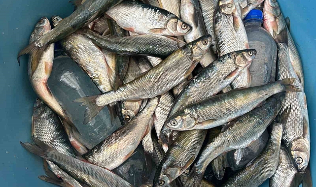 Van Gölü İnci Kefali Tezgahları Yeniden Şenlendirdi