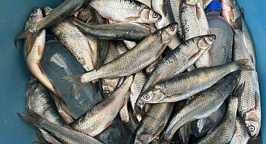 Van Gölü İnci Kefali Tezgahları Yeniden Şenlendirdi