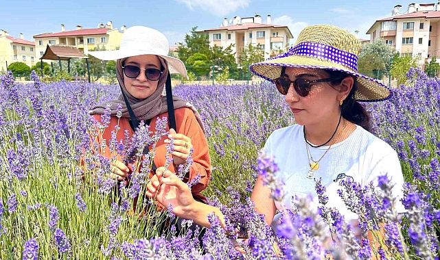 Van YYÜ&#039;deki Tıbbi-Aromatik Bitkiler Bahçesi 300 Türü Ağırlıyor