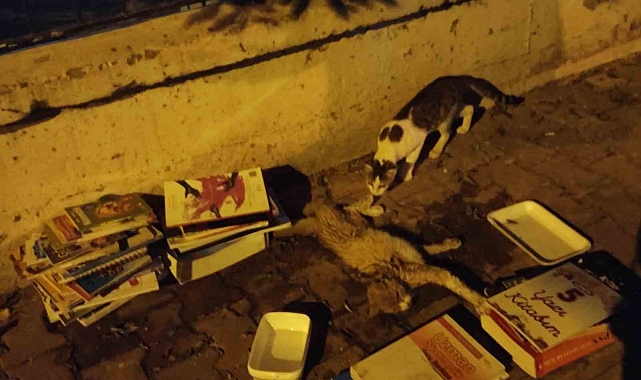 Vatandaşlar Sokakta Buldukları Yaralı Yavru Kedi İçin Seferber Oldu