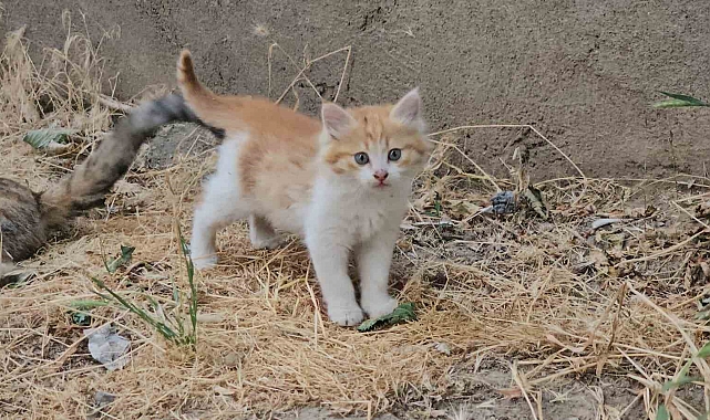 Yavru Kediyi Kurtaran Öğretmene Kaymakamdan Başarı Belgesi