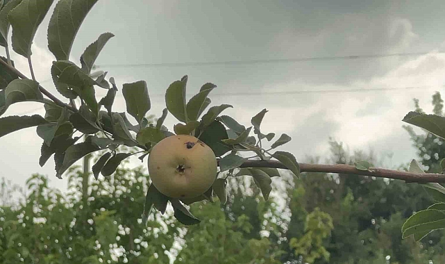 &#039;Yüzyılın Don Olayı&#039; Elazığ&#039;da Meyve Bahçelerini Vurdu: 10 Dönümlük Arazide Sadece Bir Çürük Elma Çıktı