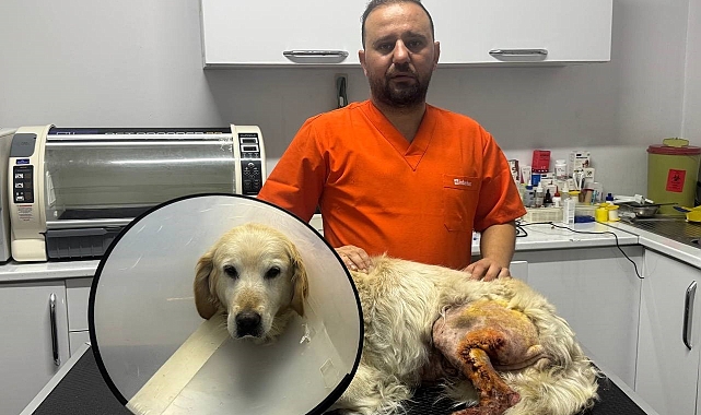 Zonguldak&#039;ta 13 Yaşındaki Köpeğin Ayağından Hentbol Topu Büyüklüğünde Kitle Çıkarıldı