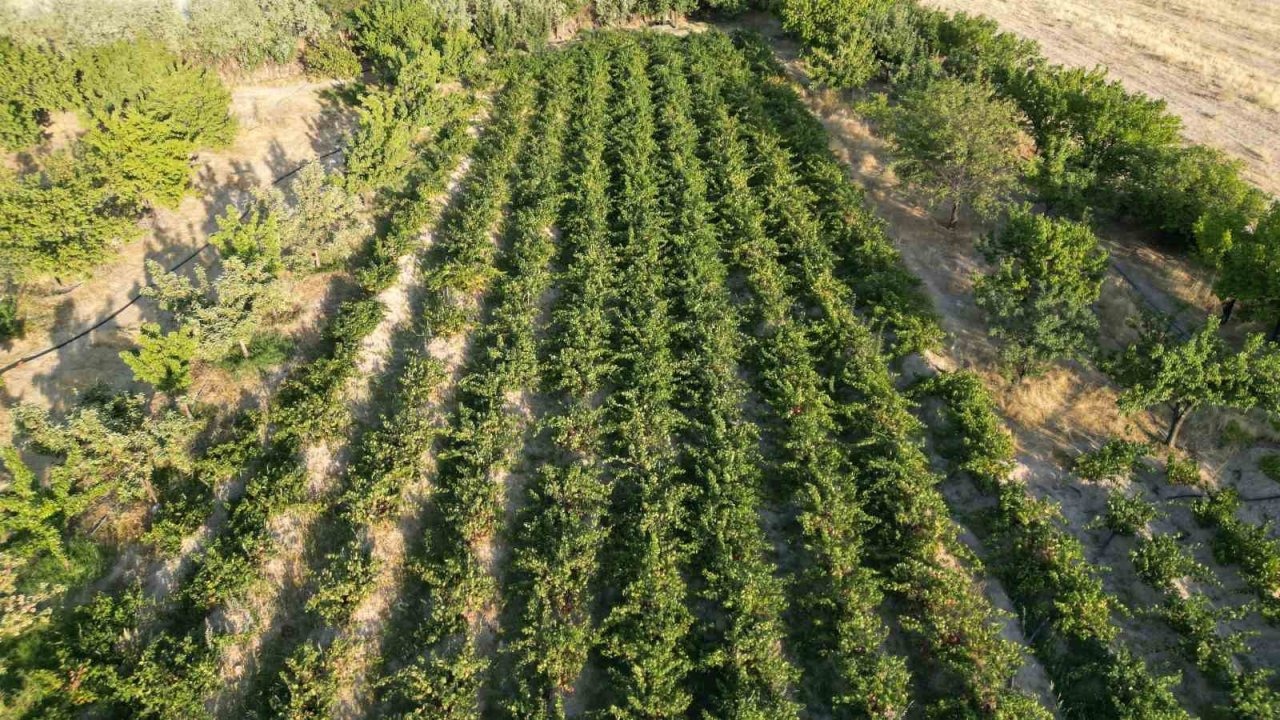 Van Erciş&#039;te Coğrafi İşaretli Üzümün Bağ Bozumu Başladı