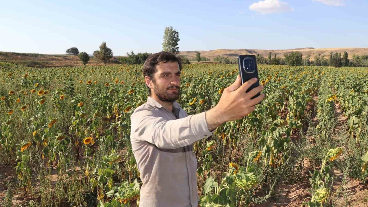 Sivas&#039;ta Ayçiçeği Tarlaları Sarıya Büründü, Rekolte Yüksek Olacak