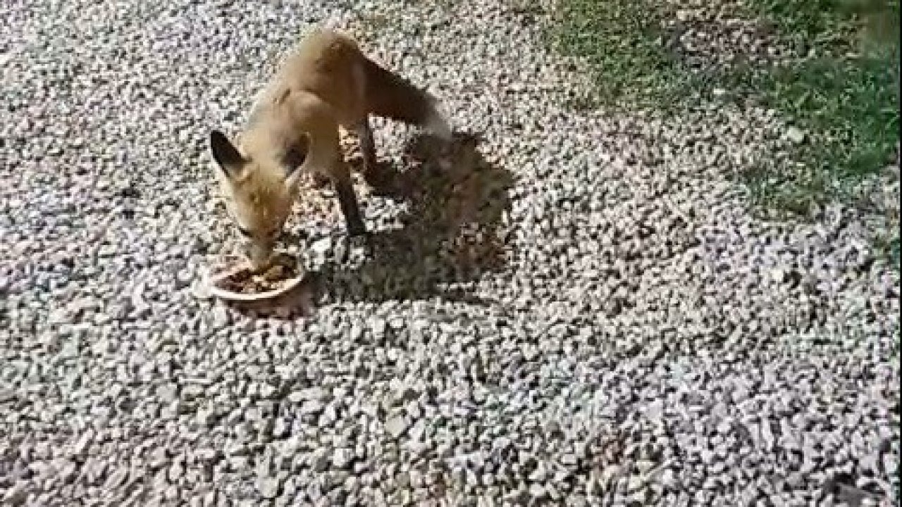 Bayburtlu İşletmeci, Tesisine Gelen Tilkiyi Alabalıkla Besliyor
