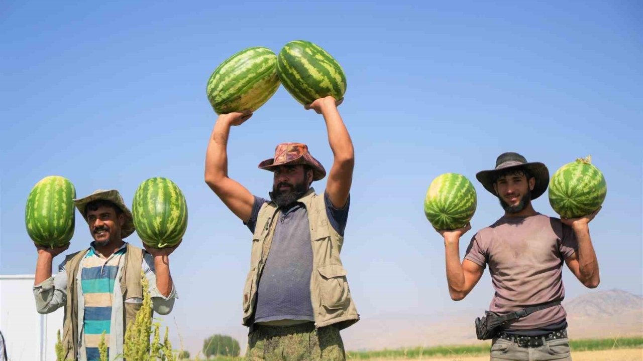 Muş&#039;ta Karpuz Hasadı Başladı: 2 Milyar Liralık Gelir Bekleniyor