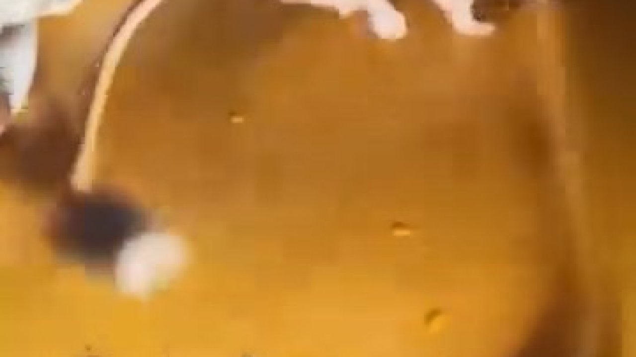 Nesli tükenmekte olan Arap tavşanı görüldü